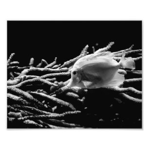 Foto Peixes amarelos de Tang com coral - impressão da