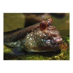 Foto Peixes anfíbios Oxudercinae de Mudskipper