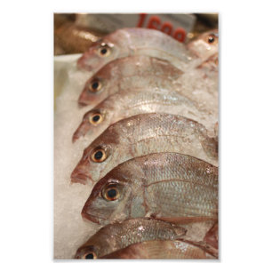 Foto Peixes da caranga
