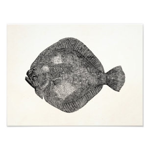 Foto Peixes da solha do Turbot do vintage - modelo dos