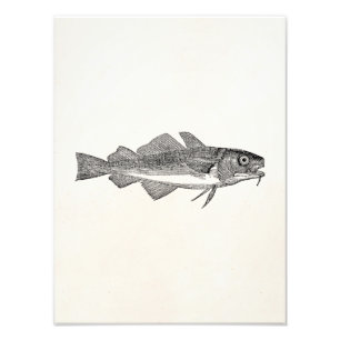 Foto Peixes de bacalhau comuns do vintage - modelo