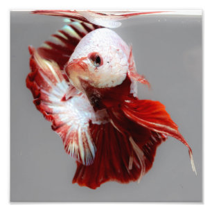Foto Peixes de Betta