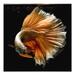 Foto Peixes de Betta da meia lua