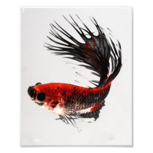 Foto Peixes de Crowntail Betta