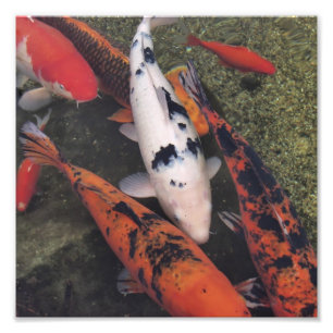 Foto Peixes de Koi