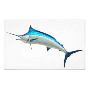 Foto Peixes do jogo do espadim azul