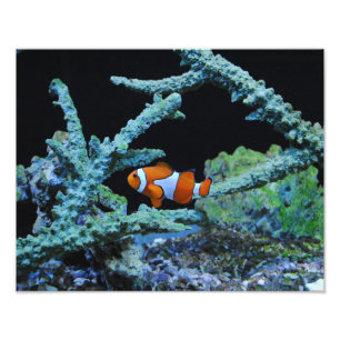 Foto Peixes do palhaço no coral
