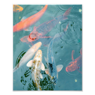 Foto Peixes Koi Nadando no Lago