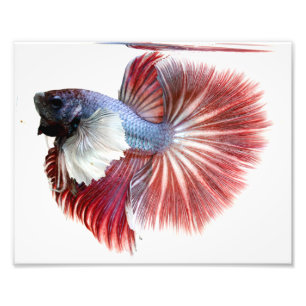 Foto Peixes masculinos de Betta da meia lua de Dumbo