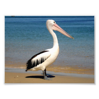 Foto Pelican