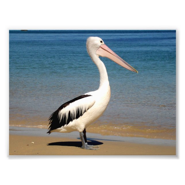 Foto Pelican (Frente)