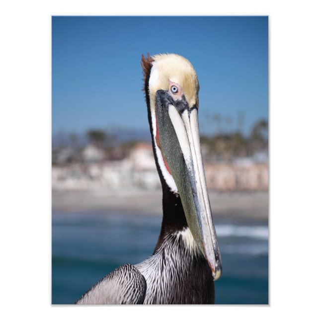 Foto Pelican (Frente)