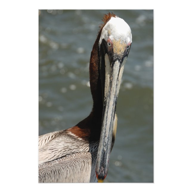 Foto Pelican olhando para mim (Frente)