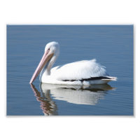 Pelicano Branco Americano