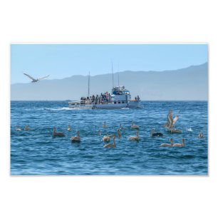 Foto Pelicanos Basking & Boat - Marina Del Rey, CA