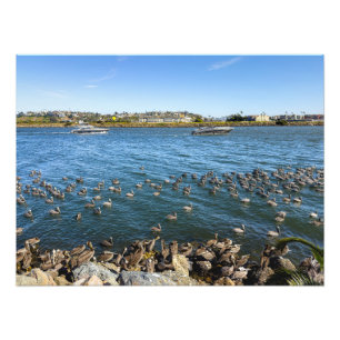 Foto Pelicanos Basking - Marina Del Rey, CA