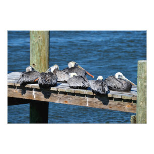 Foto Pelicanos descansando no cais