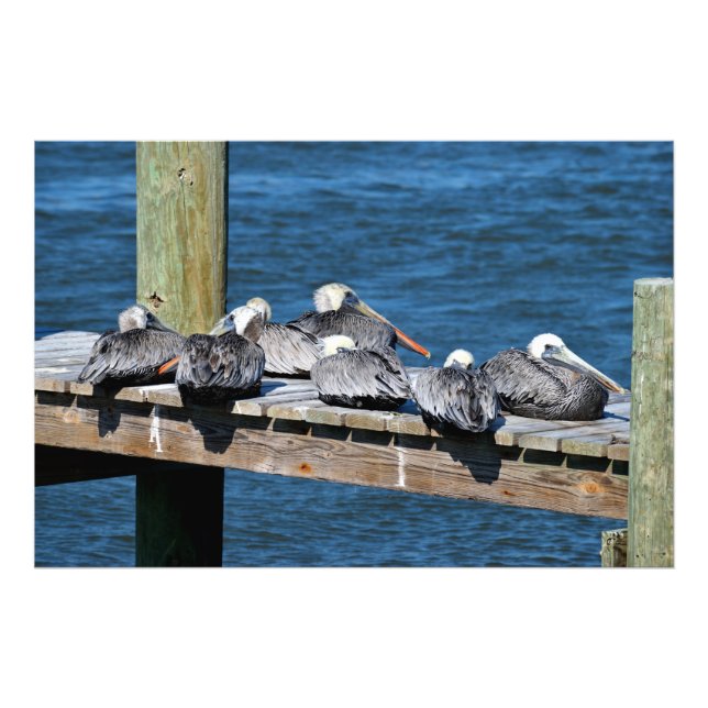 Foto Pelicanos descansando no cais (Frente)