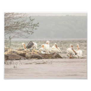 Foto Pelicanos e Egret em Rocky Shore