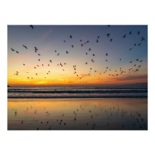 Foto Pelicanos em Sunset - Venice Beach, CA