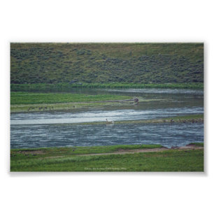 Foto Pelicanos se juntam aos gansos