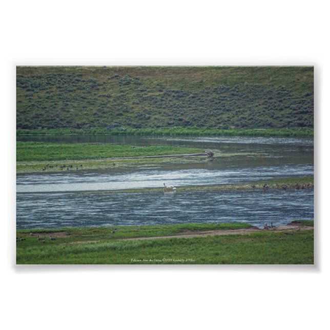Foto Pelicanos se juntam aos gansos (Frente)