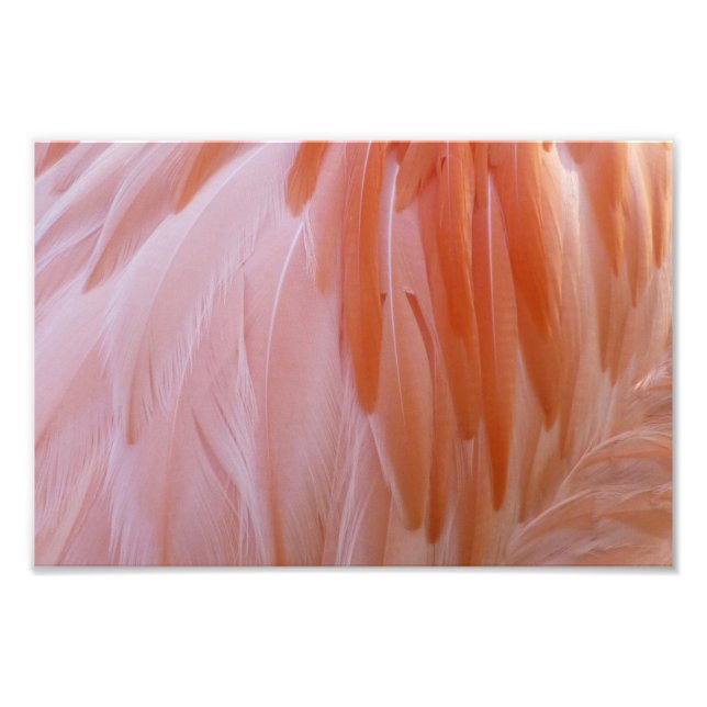 Foto Penas de Flamingo em Tons de Rosa (Frente)