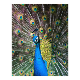 Foto Penas de pássaro azul-indiano e verde-pavão, apres