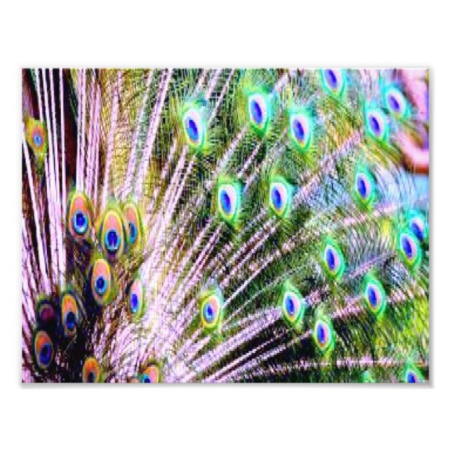 Foto Penas de Peacock (Frente)