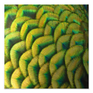 Foto Penas de Peacock II Natureza Colorida