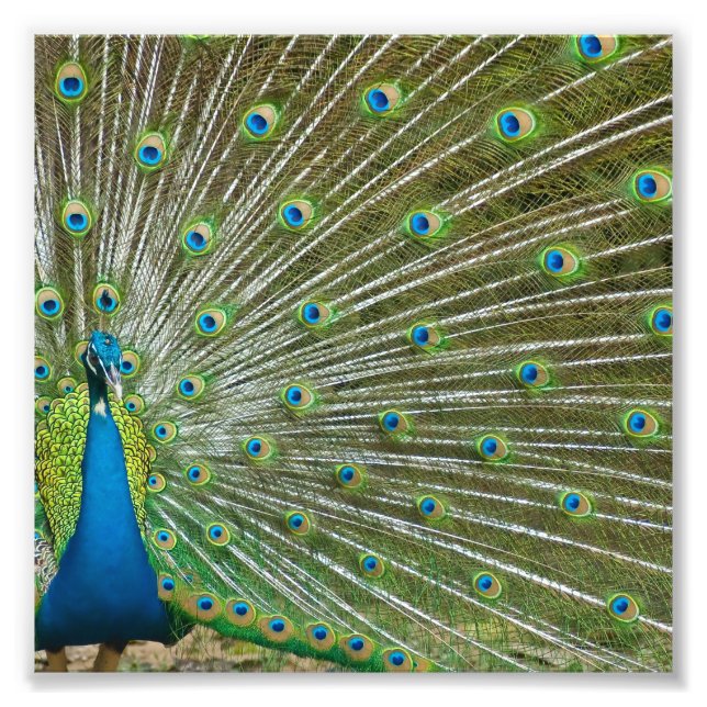 Foto Penas de Peacock Orud (Frente)