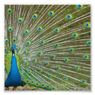 Foto Penas orgulhosas do pavão
