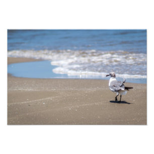 Foto Penas Ruffled