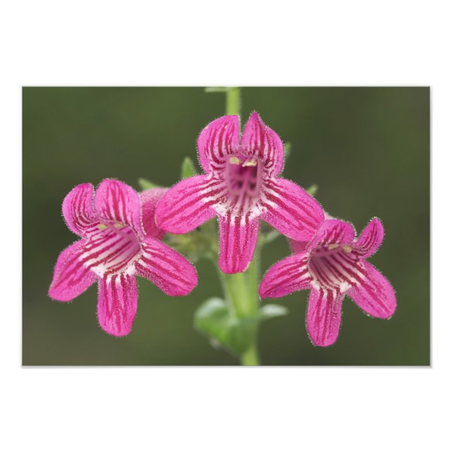 Foto Penstemon Escarlate, Penstemon triflorus, (Frente)