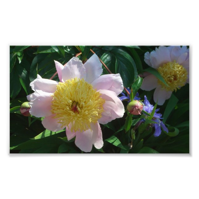 Foto Pêonias Rosa e Amarelas Lindas Florais (Frente)