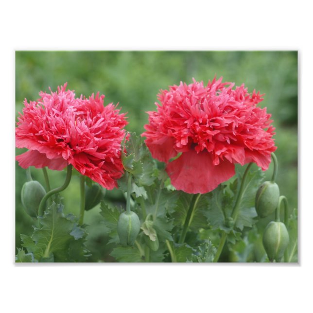Foto Peony Poppy Blooms (Frente)