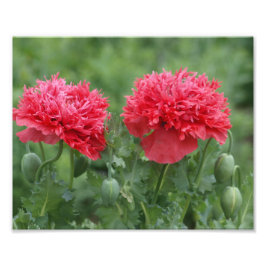 Foto Peony Poppy Flower in Bloom