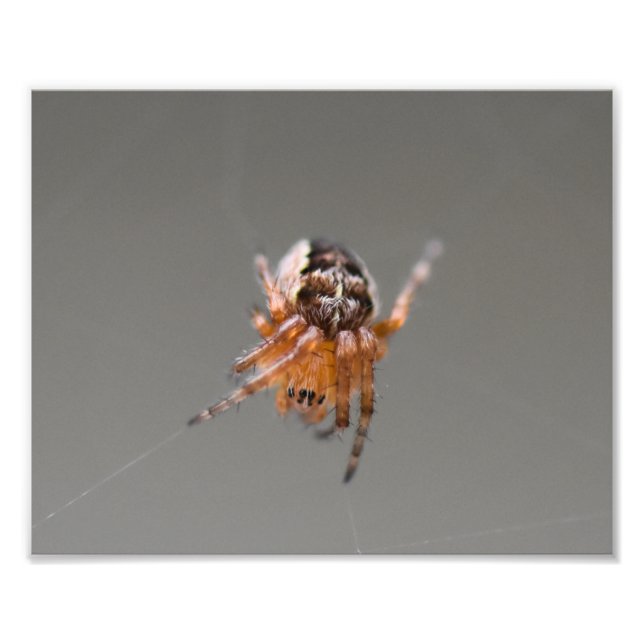 Foto Pequena Aranha Laranja Fofa (Frente)