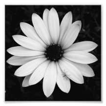 Pequena aranha preta e branca em flor