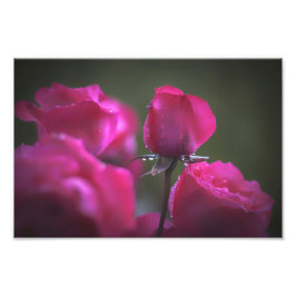 Foto Pequeno Buquê de Rosas Rosa (Paisagem)