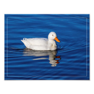 Foto Pequeno Pato Branco Em Água Ripplada
