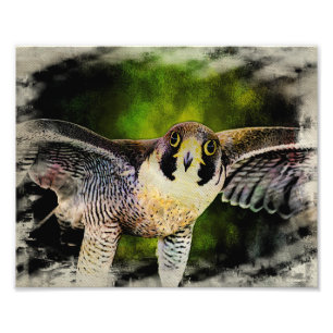 Foto Peregrine Falcon