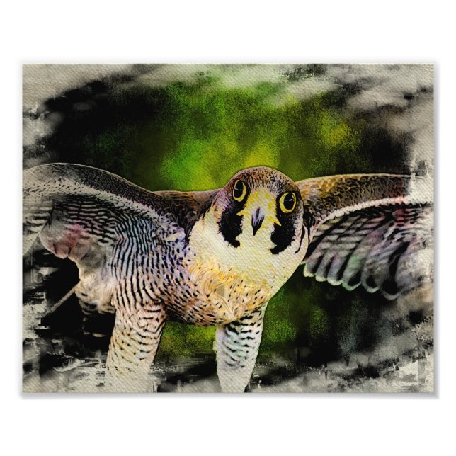 Foto Peregrine Falcon (Frente)