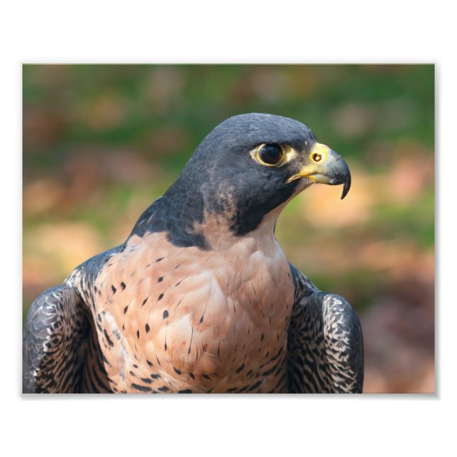 Foto Peregrine Falcon (Frente)