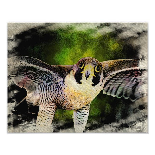 Foto Peregrine Falcon (Frente)