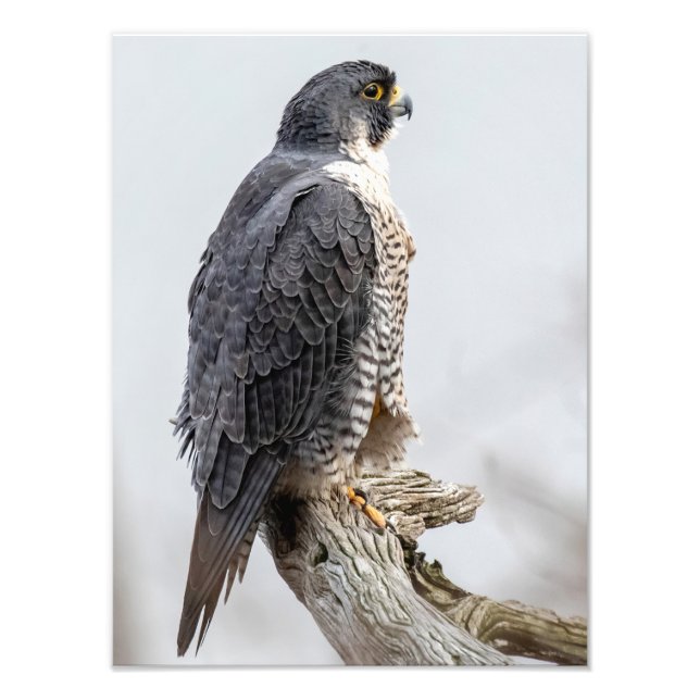 Foto Peregrine Falcons Perch (Frente)