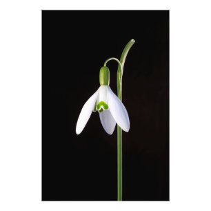 Foto Perfeição Solo