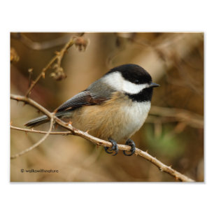 Foto Perfil de um Chickadee Preto-Tampado
