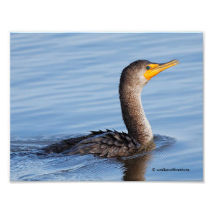 Foto Perfil de um Cormorante Duplo-Detido