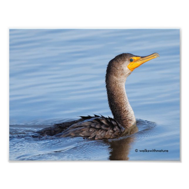 Foto Perfil de um Cormorante Duplo-Detido (Frente)